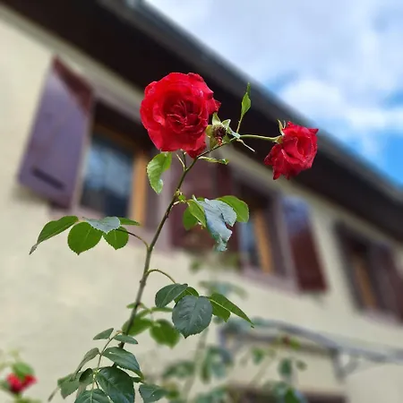Tatil Evi Auf Dem *